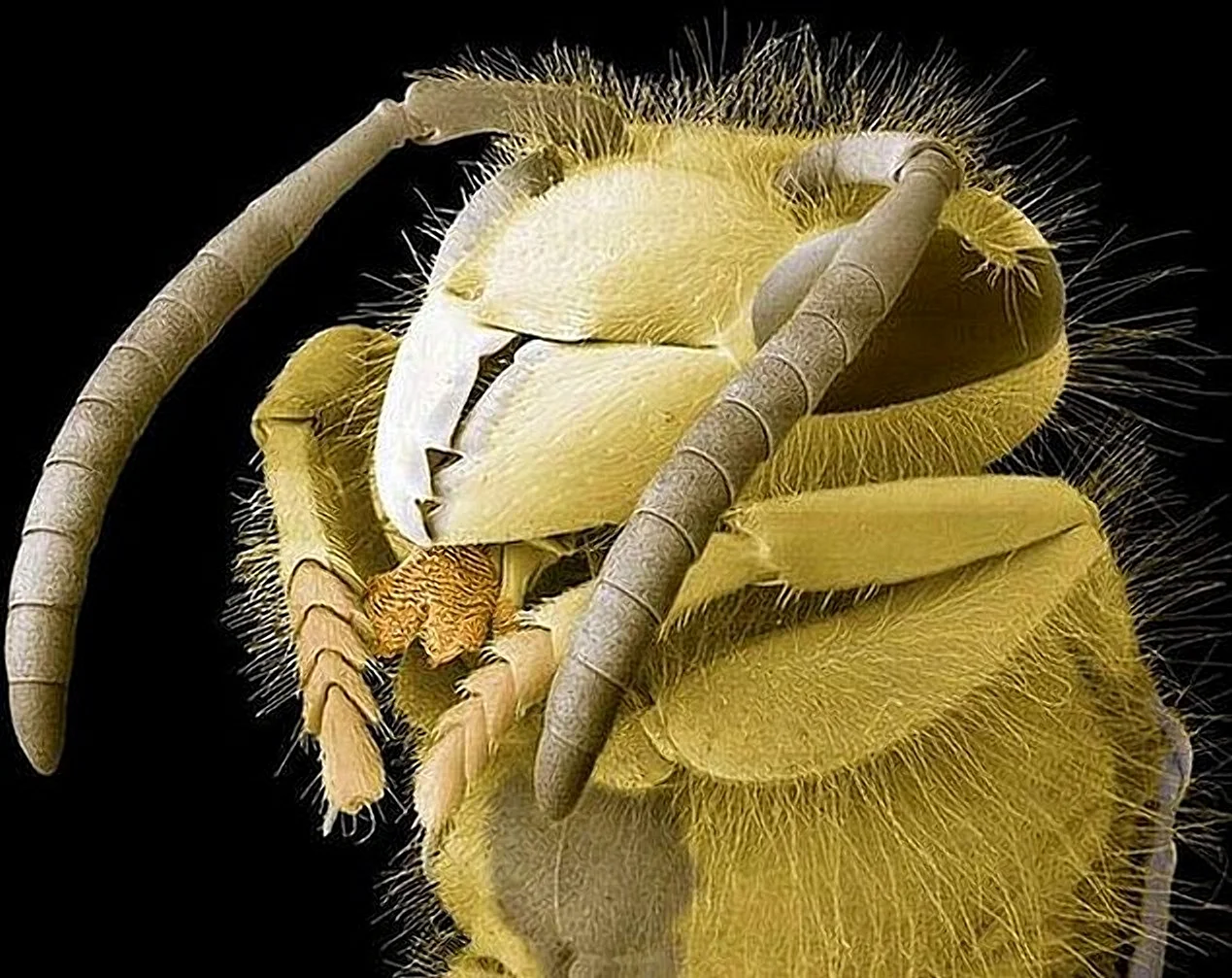 Микромир насекомые под микроскопом