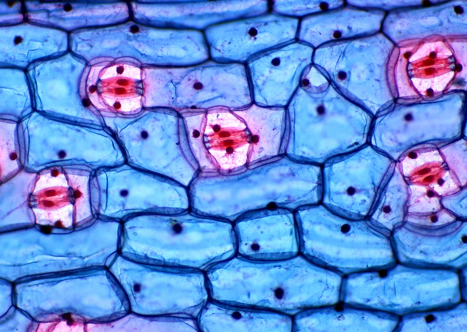 Микропрепарат животной клетки под микроскопом