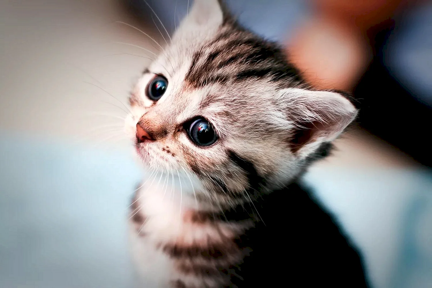 Красивые кошки на аватарку - картинки и фото вторсырье-м.рф