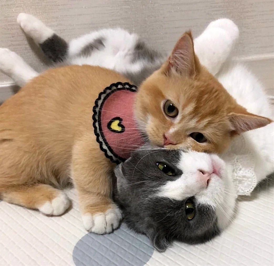 Милые коты вместе
