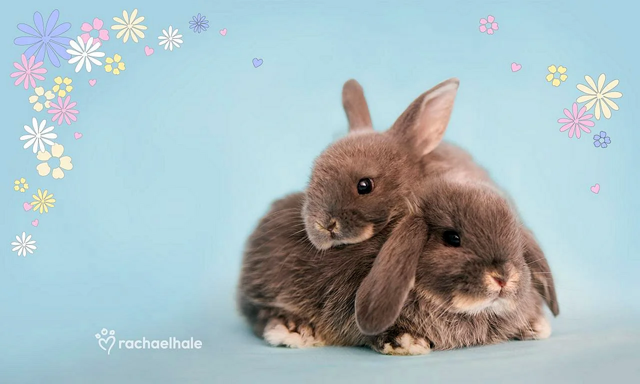 Милые кролики обои