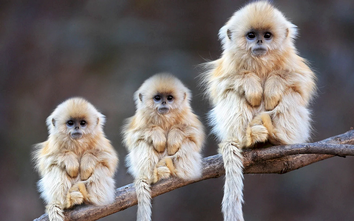 Милые обезьянки