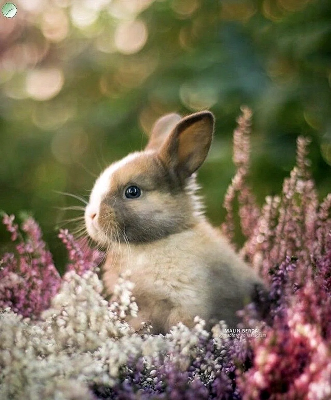 Милый кролик
