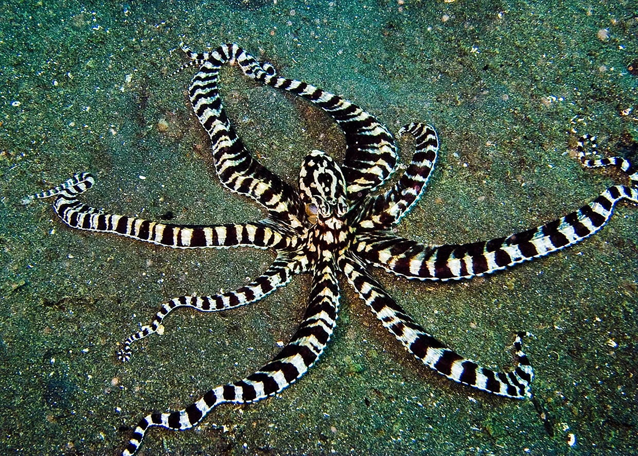 Мимикрирующий индонезийский осьминог