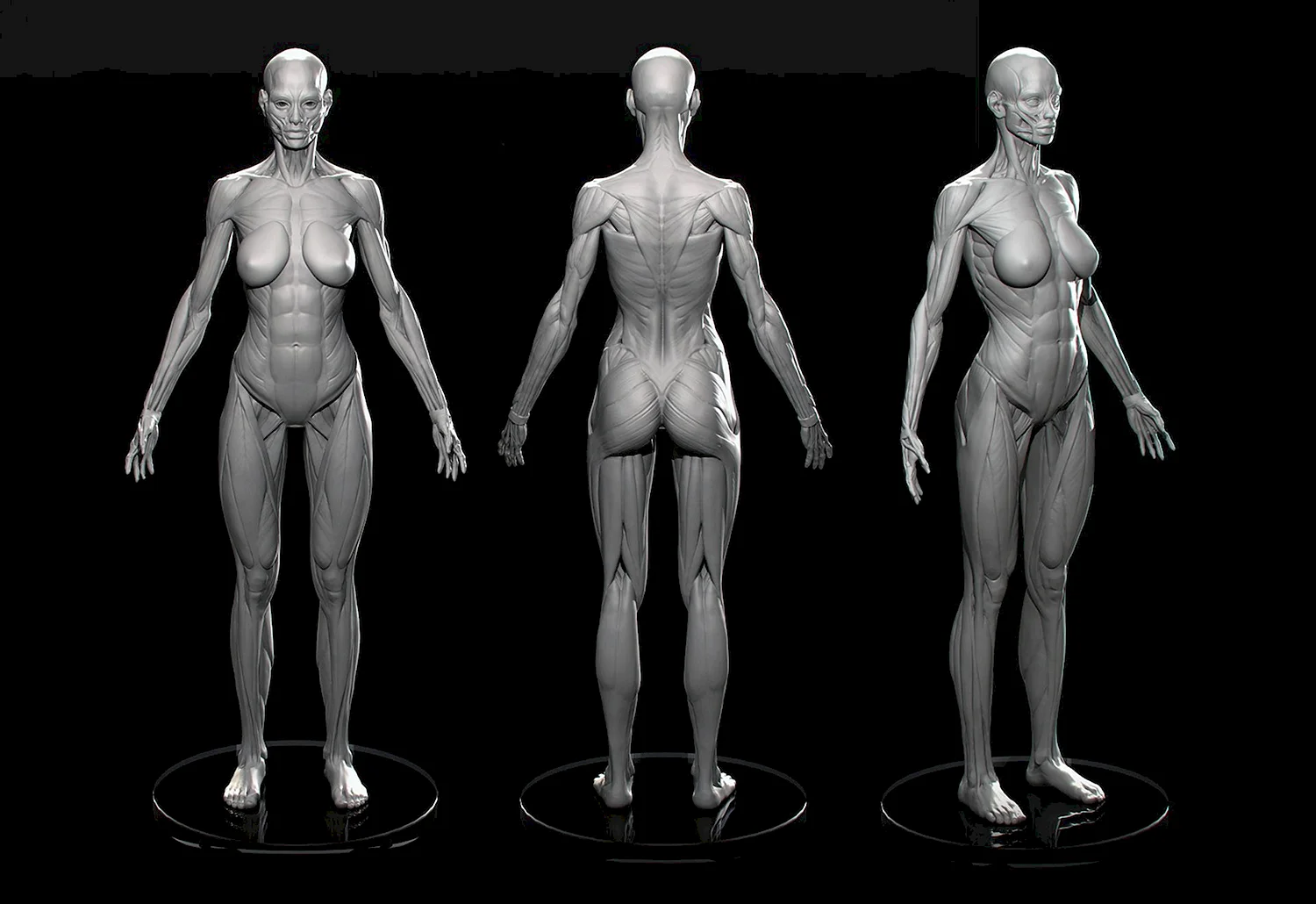 Модель человека збраш анатомия