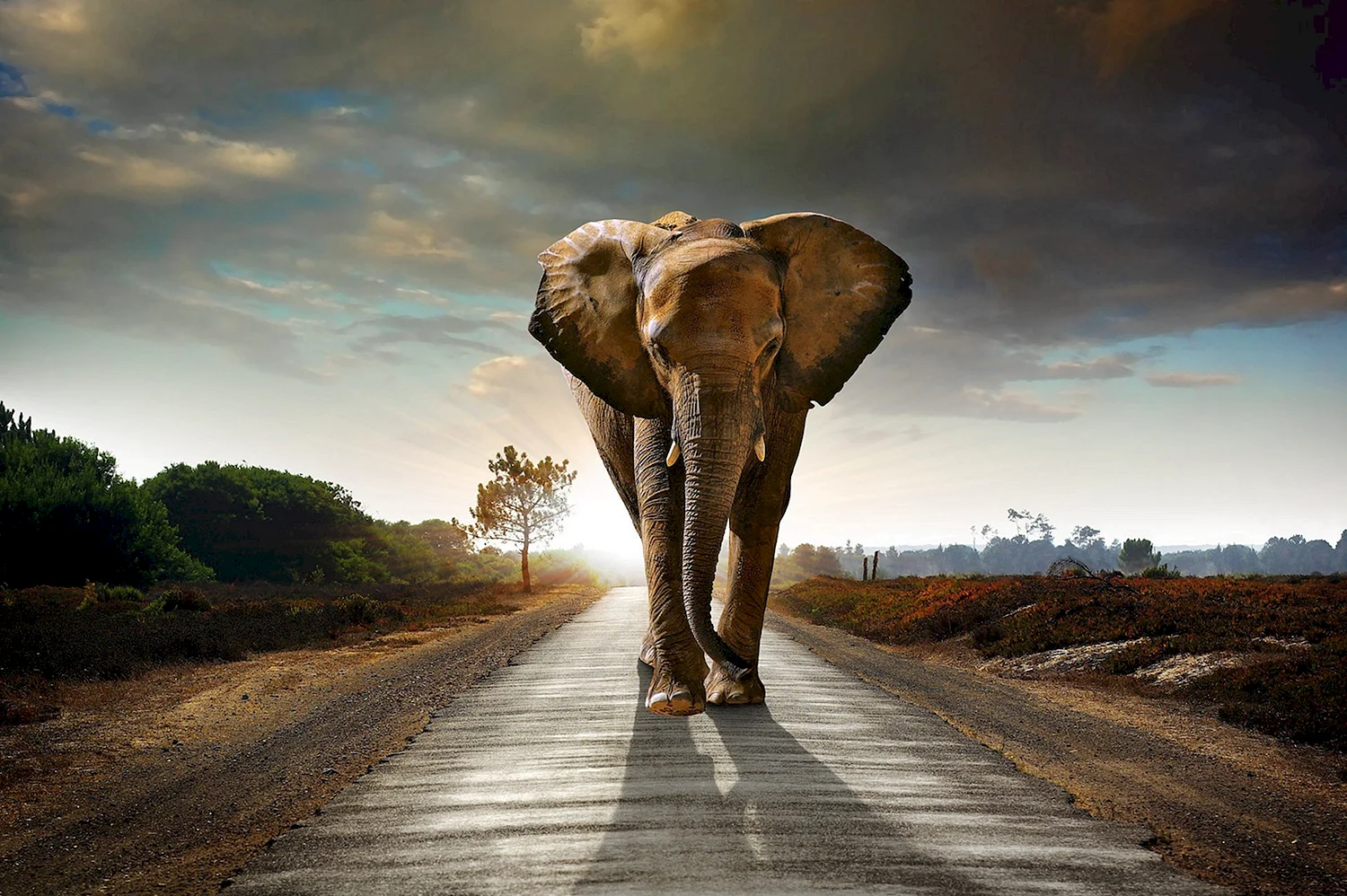 Модульная картина Картиномания магистральный слон