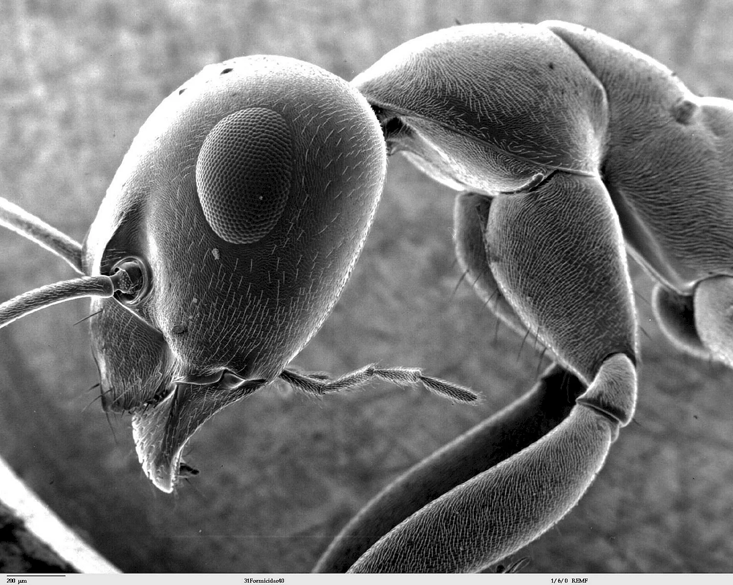 Мокрец мошка под микроскопом