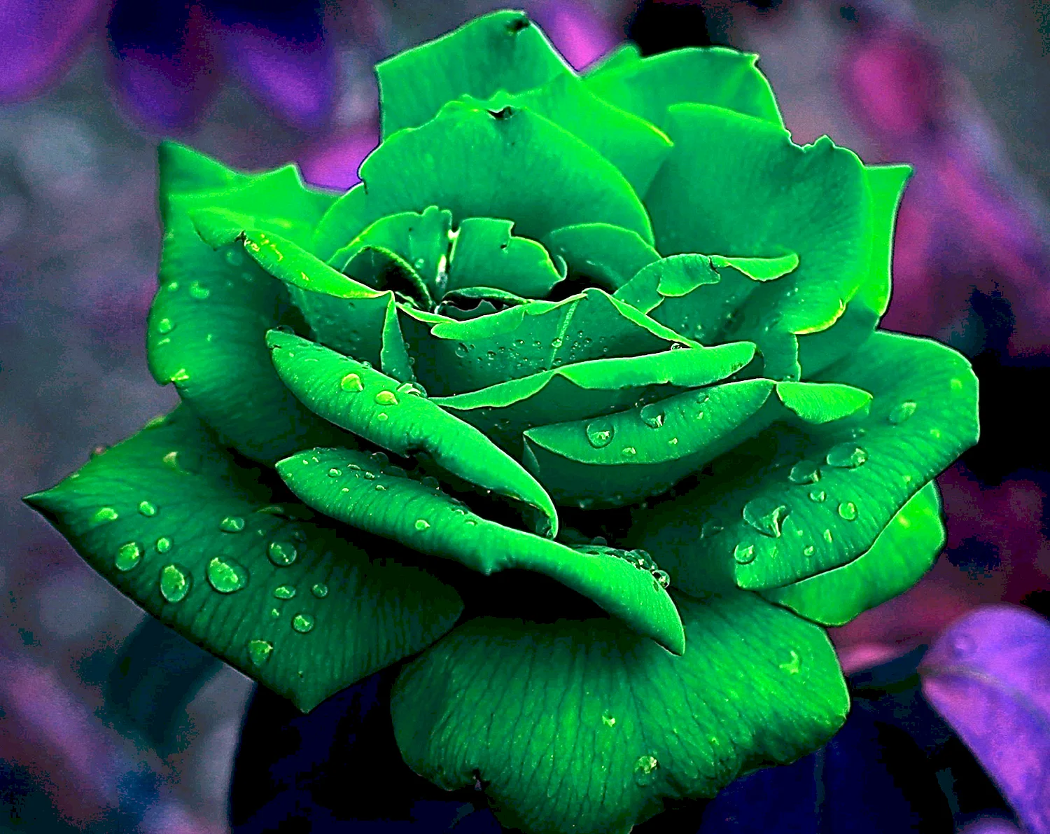 Моника Анафония зеленые цветы