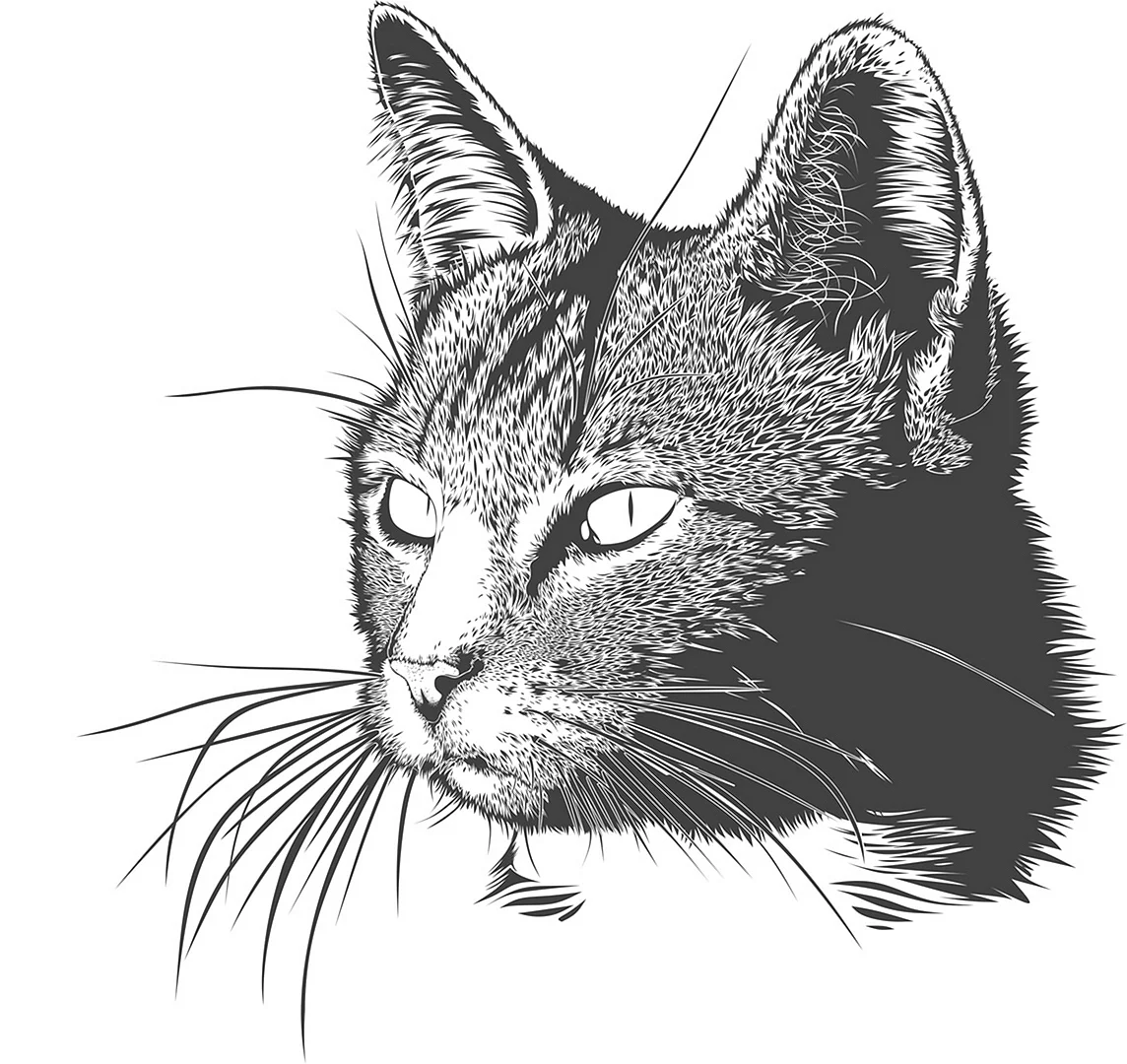 Морда кота рисунок