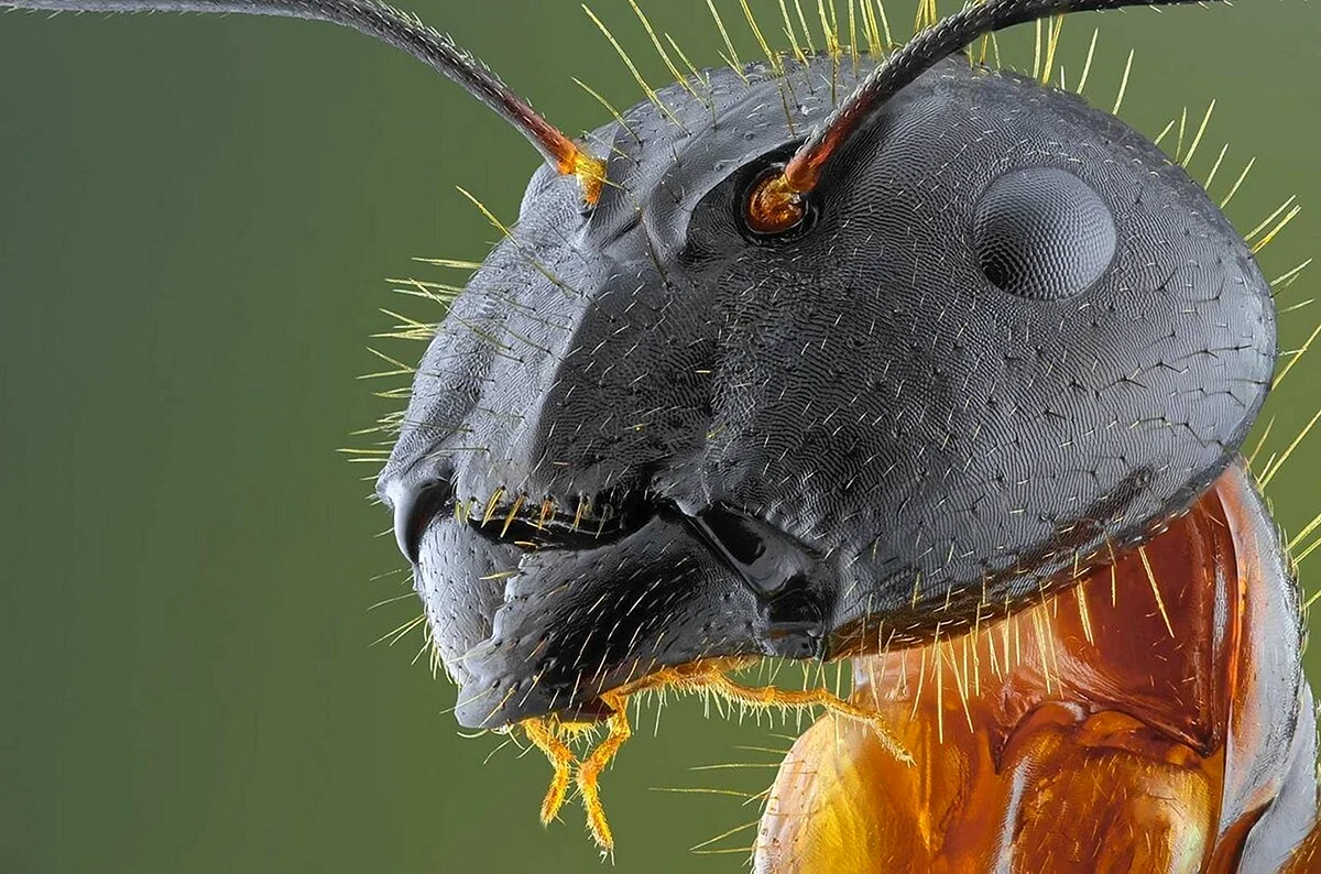 Морда муравья под микроскопом