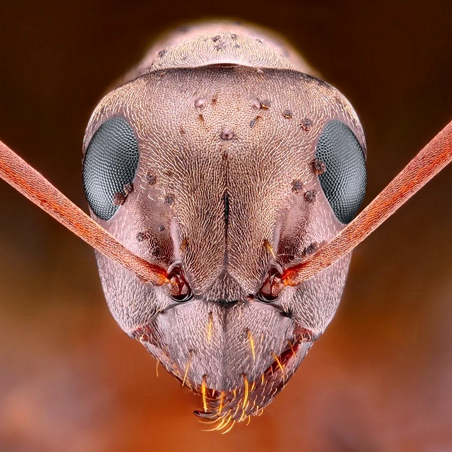 Мордочка муравья под микроскопом