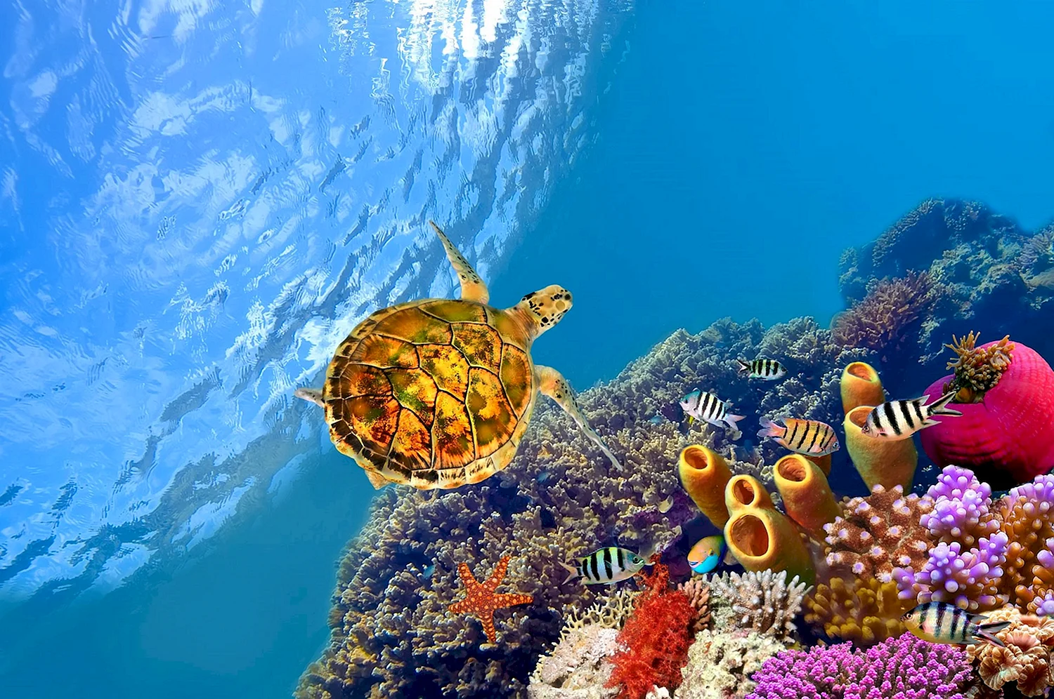 Морская черепаха в коралловых рифах