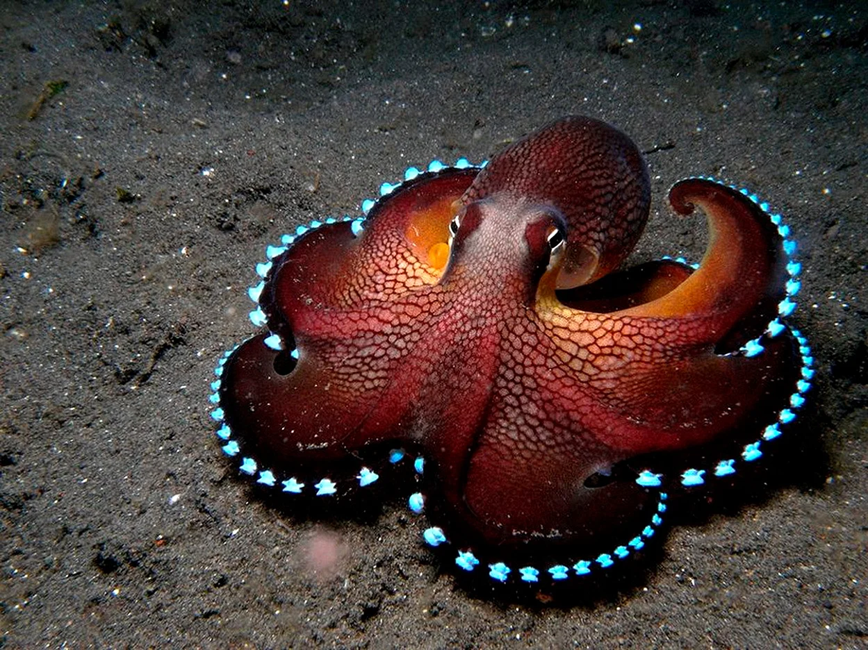 Морские головоногие моллюски