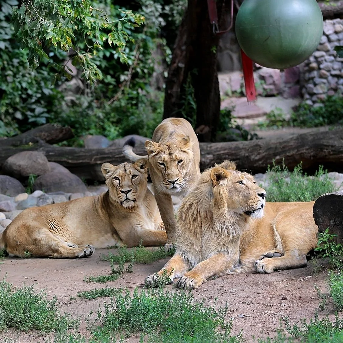 Московский Zoo зоопарк