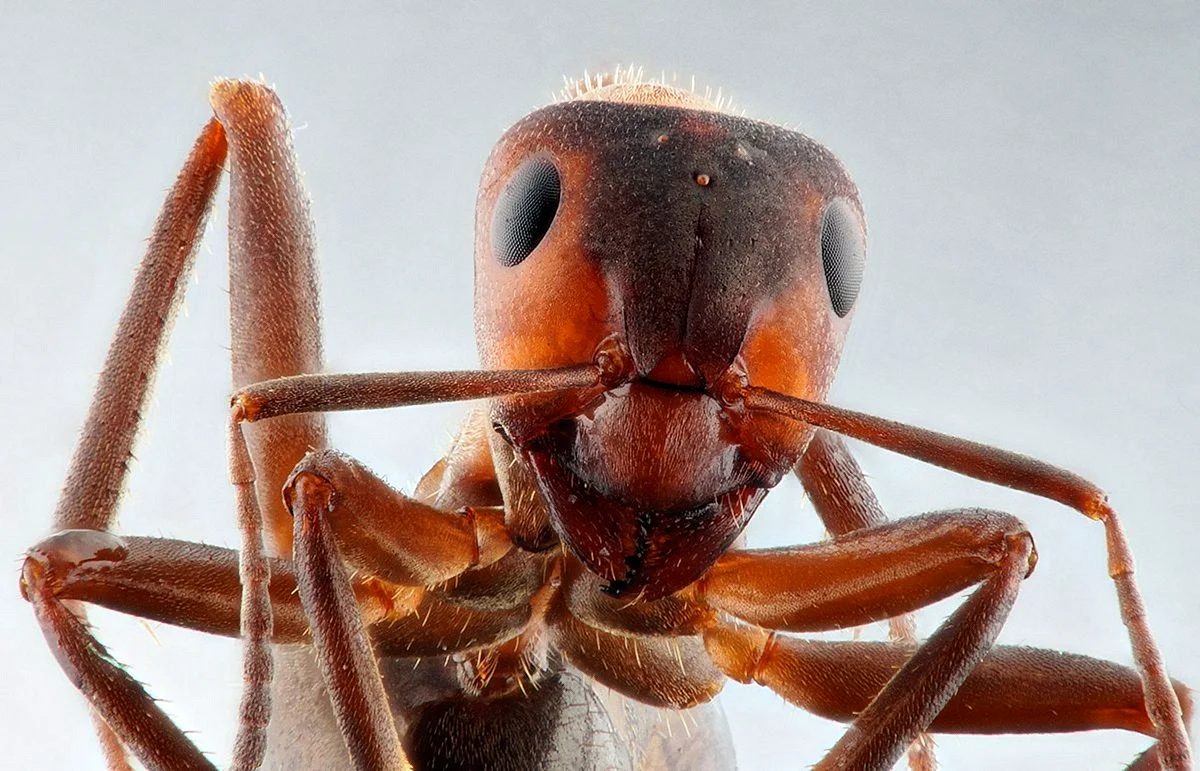 Муравей красный муравей под микроскопом