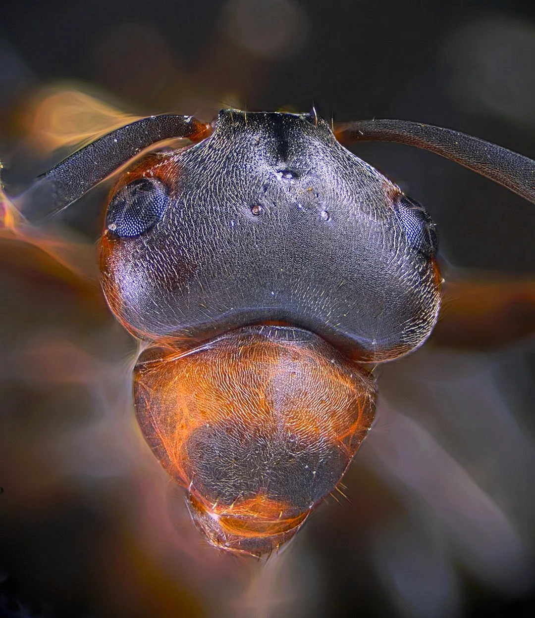 Муравей красный муравей под микроскопом