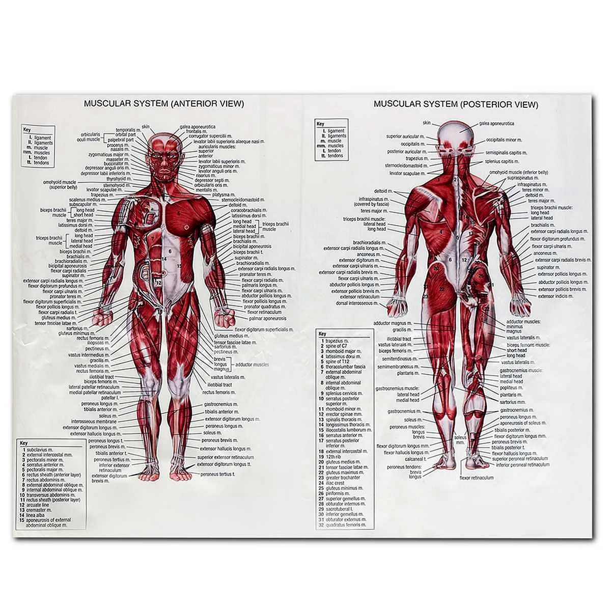 Мышечная система человека анатомический плакат