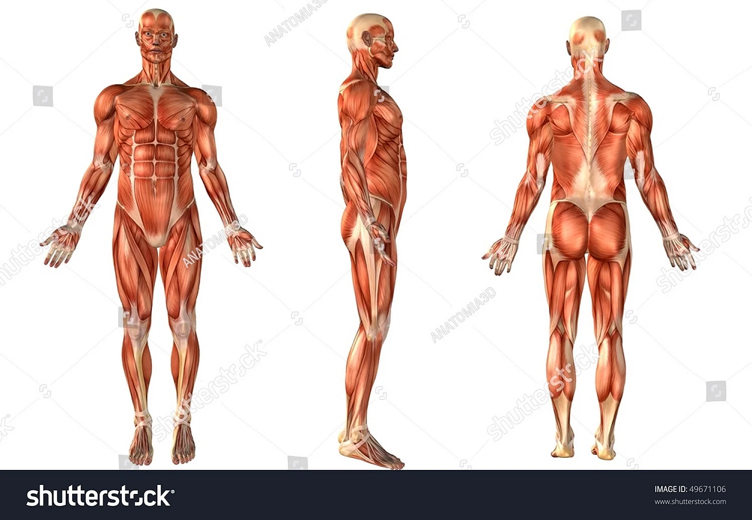 Мышцы тела спереди и сзади