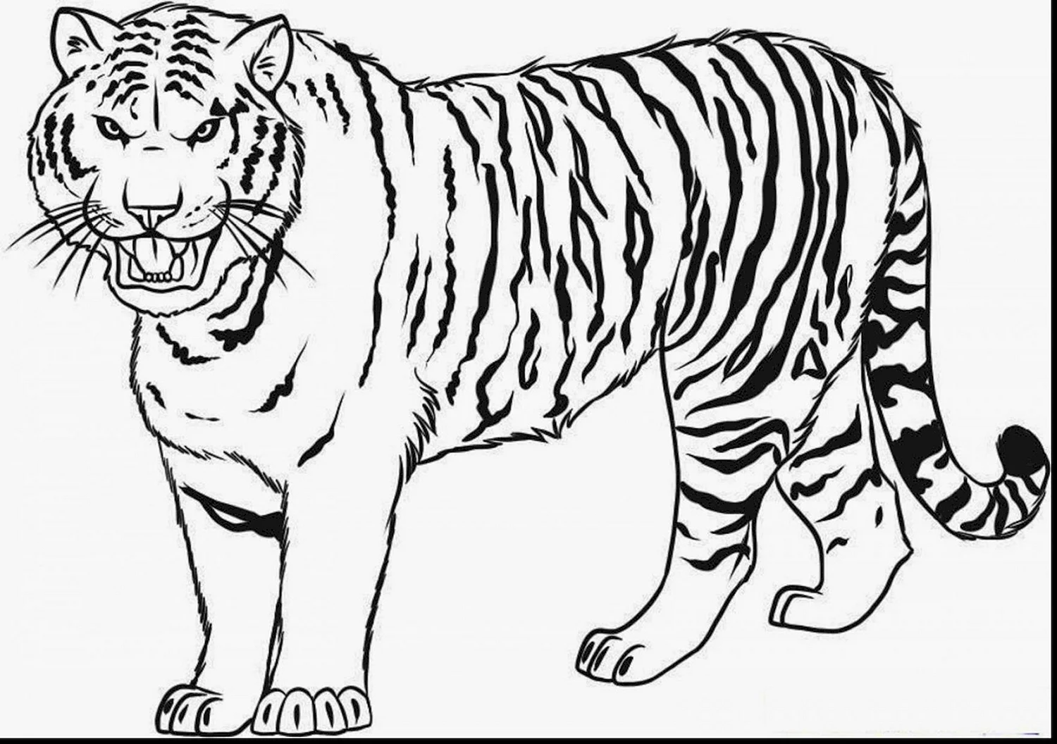 Нарис тигра