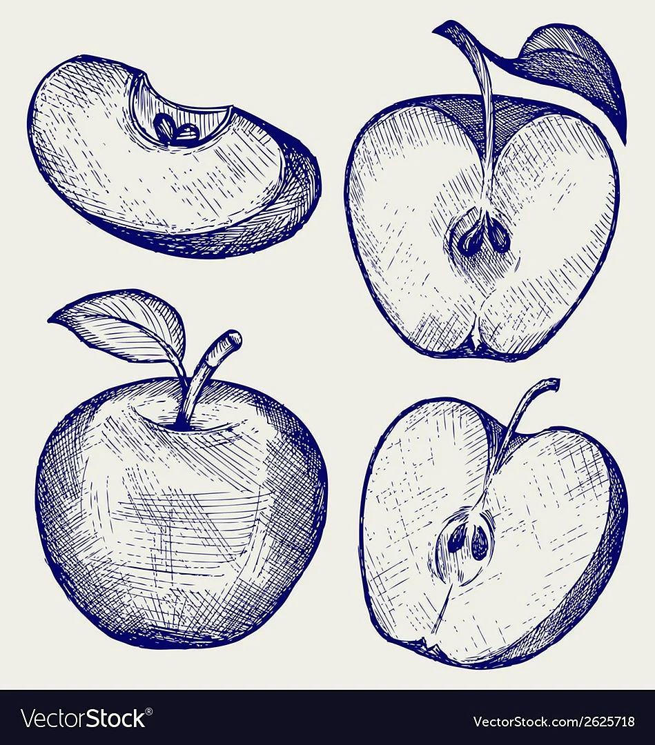 Нарисовать яблоко в разрезе