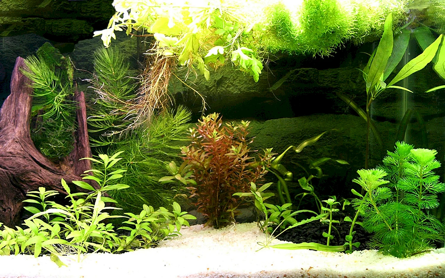 Неприхотливые растения для аквариума 200 литров