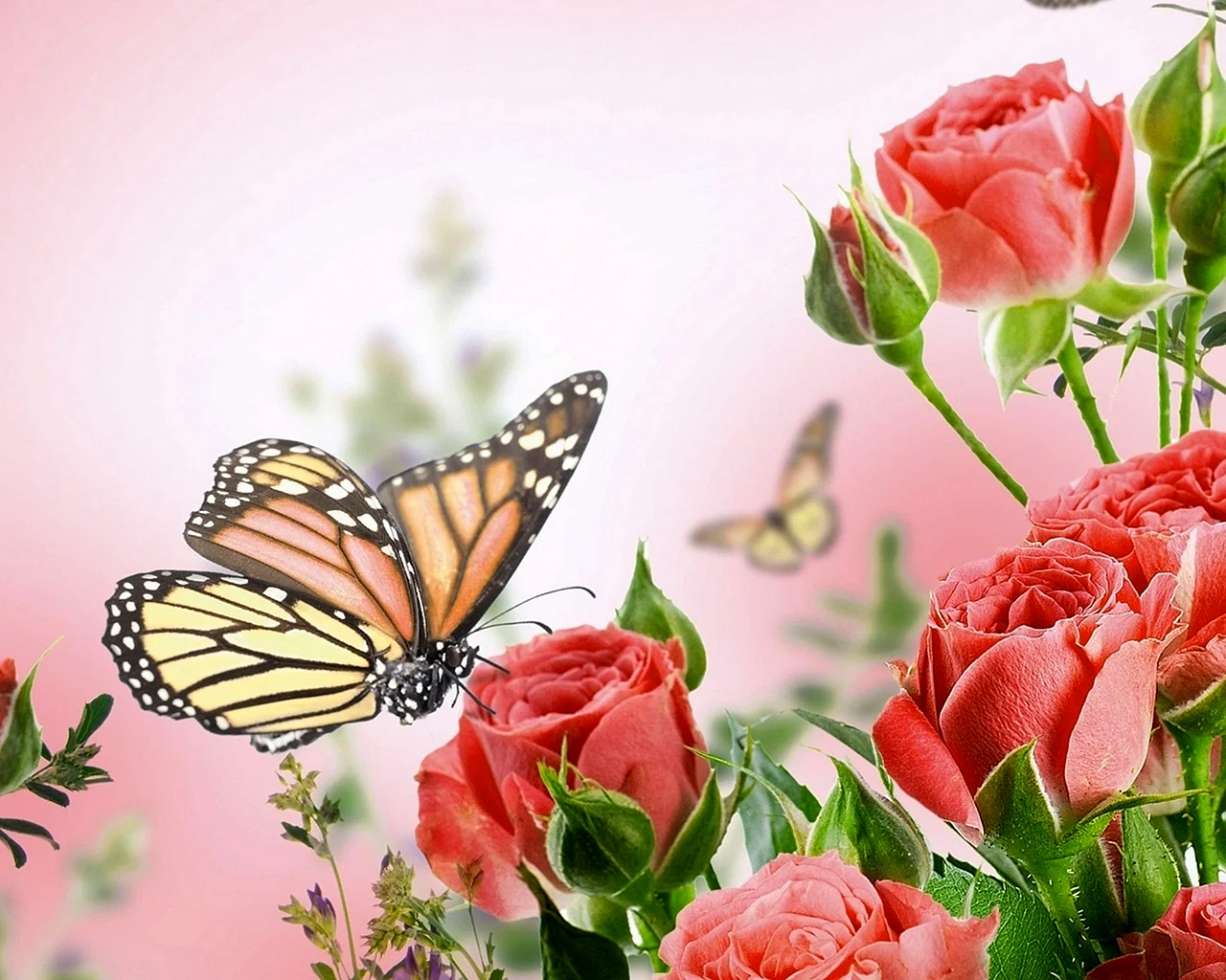 Нежные розы и бабочки
