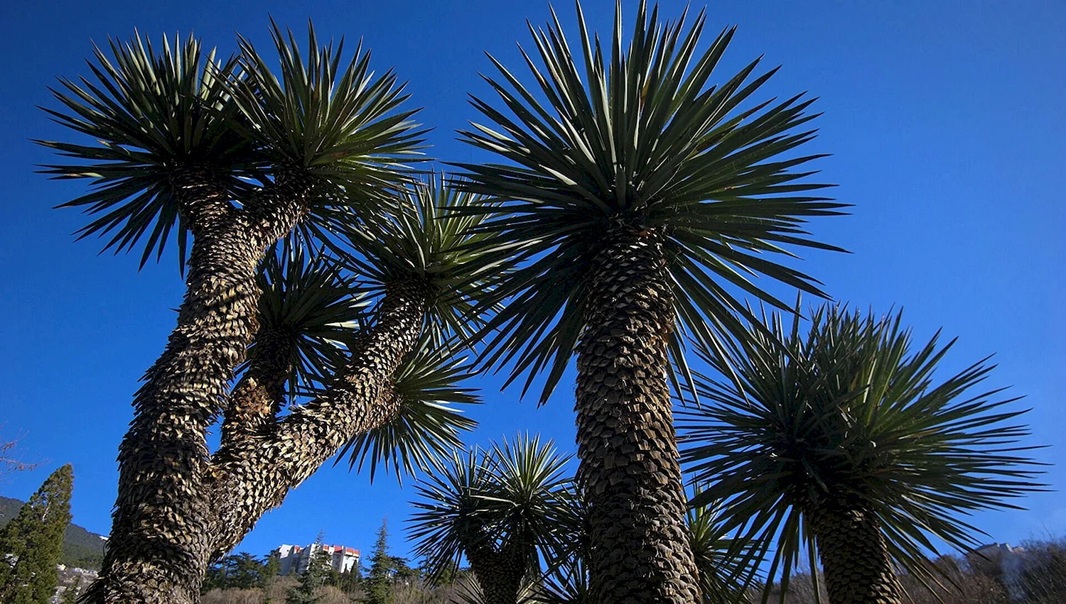 Никитский Ботанический сад Крым пальмы