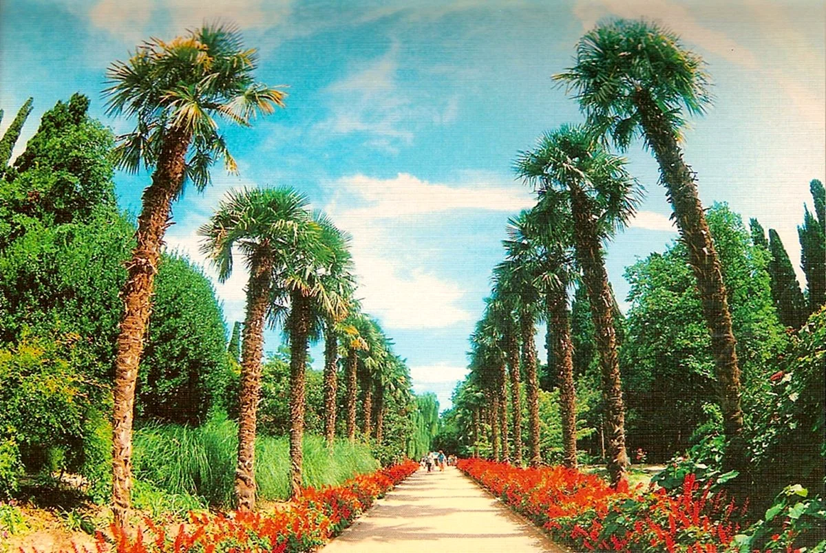 Никитский Ботанический сад пальмовая аллея