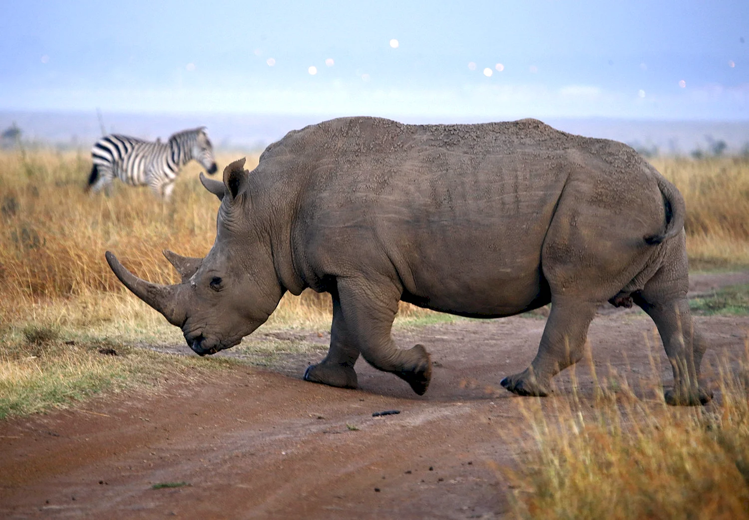 Носорог в саванне