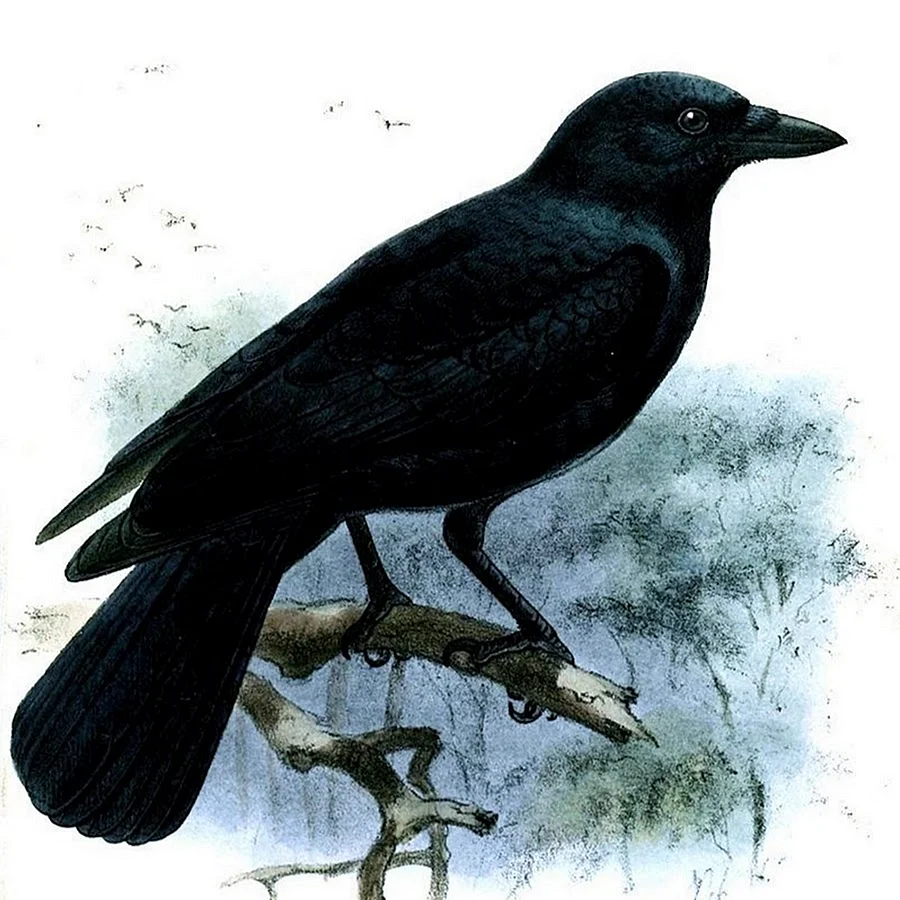 Новокаледонская ворона