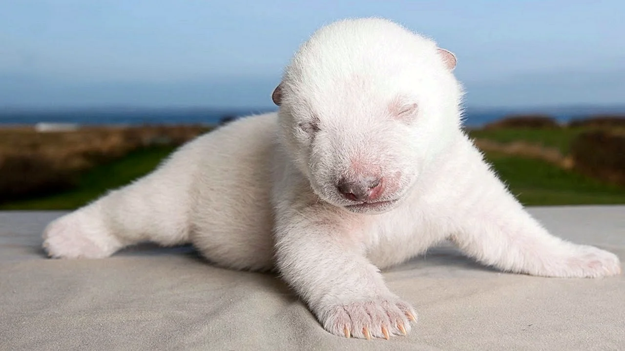 Новорожденный белый Медвежонок