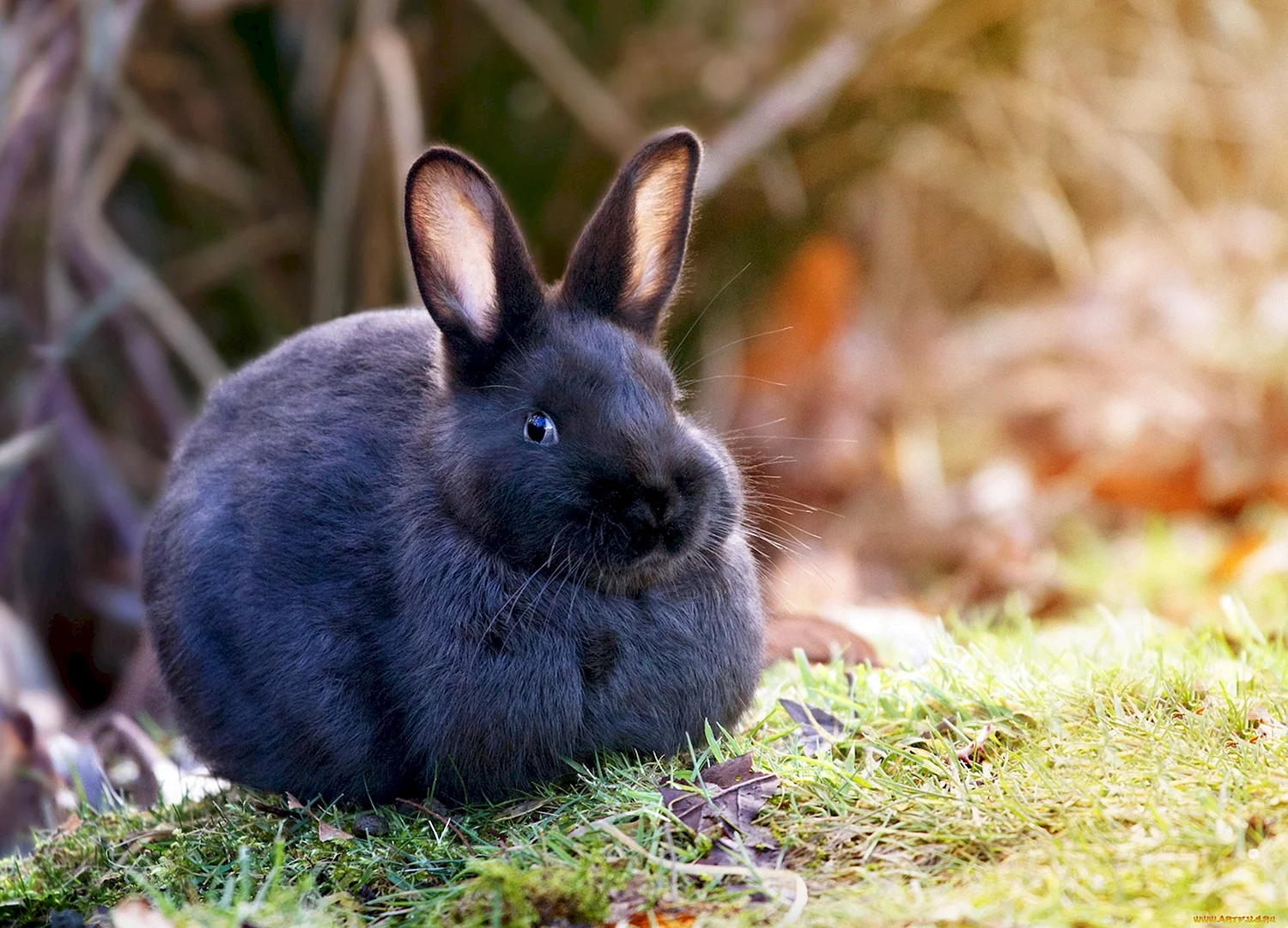 Новозеландский кролик черный