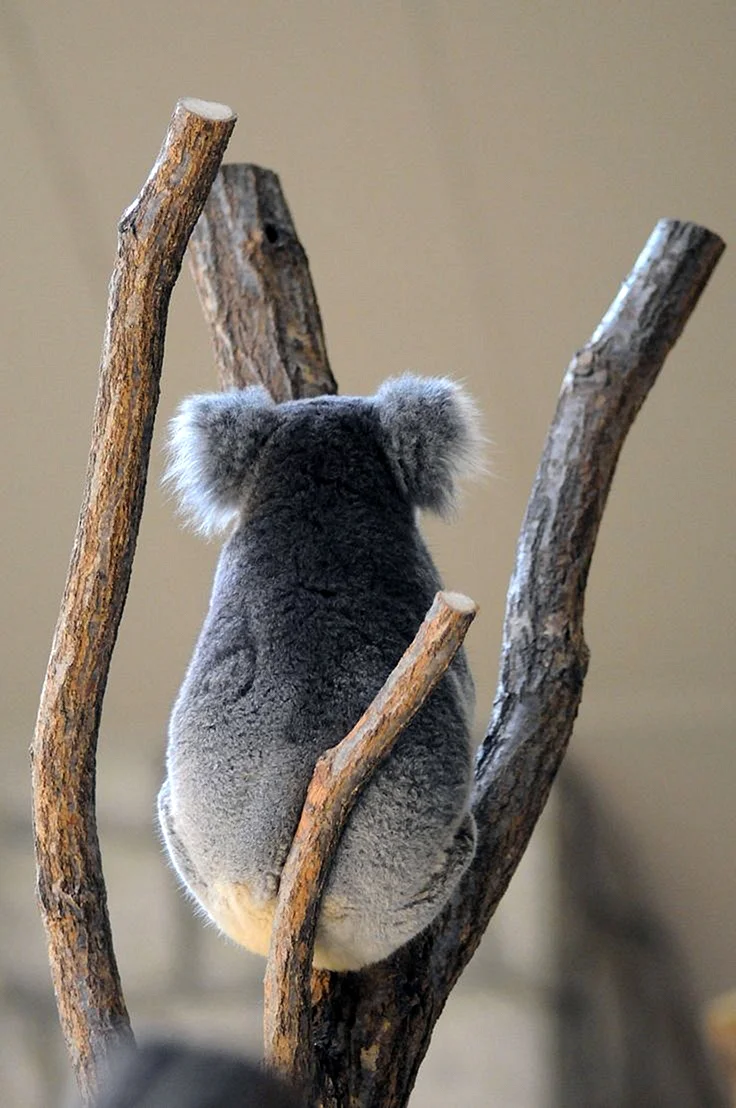Обиженная коала