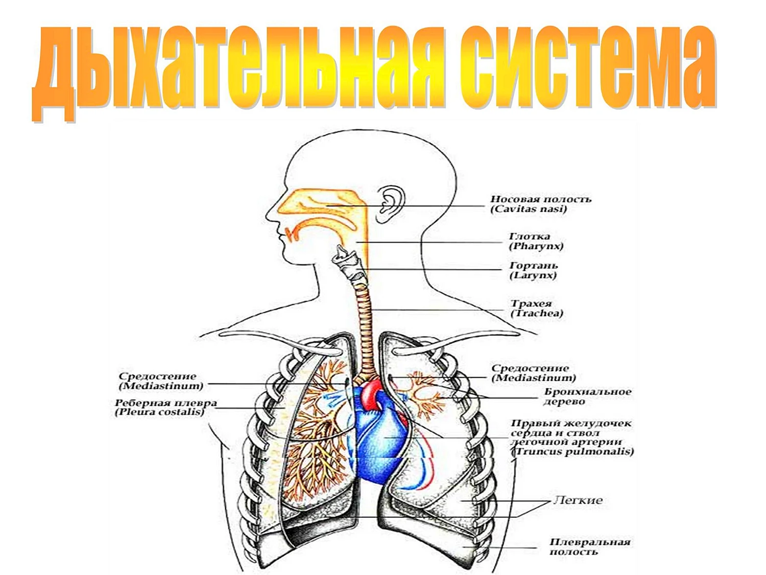 Общая схема строения дыхательной системы