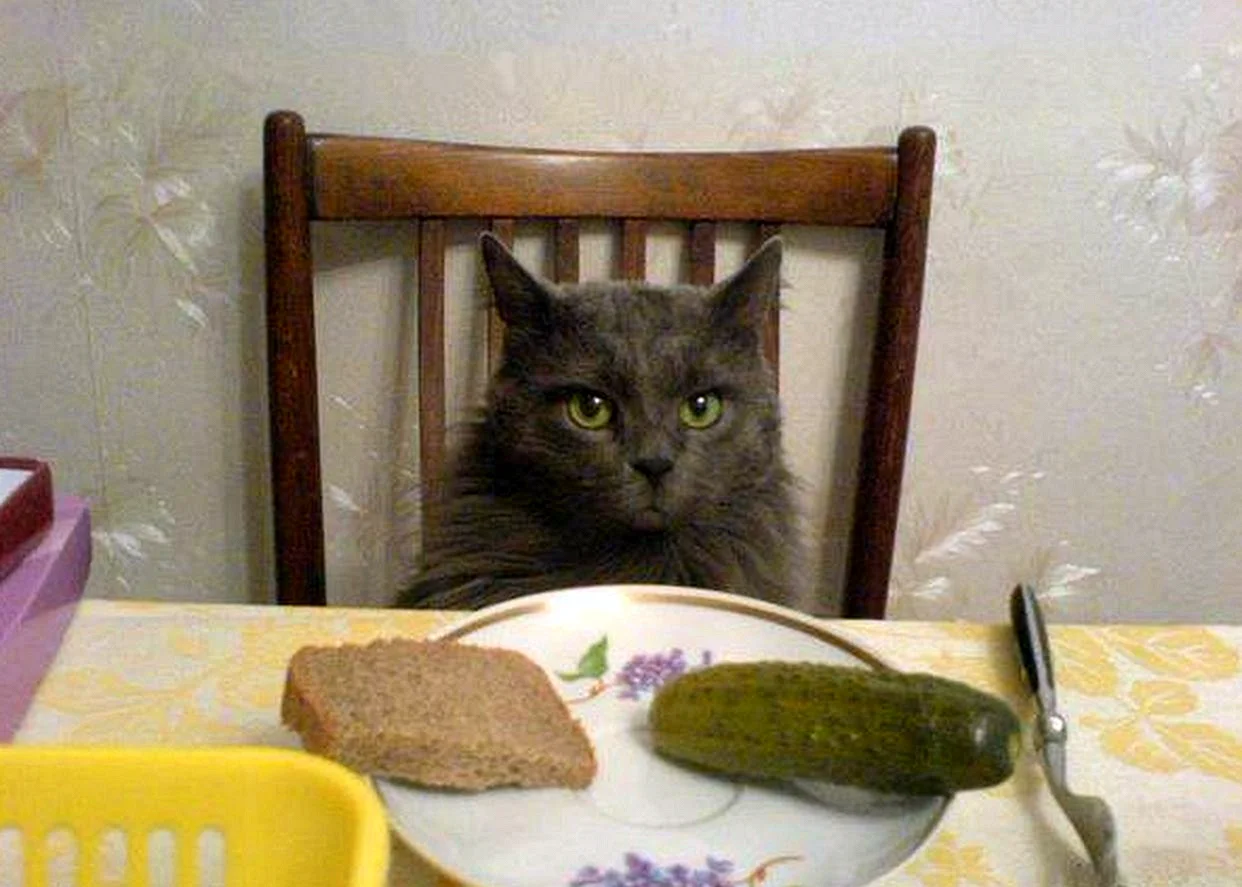 Очень голодный кот