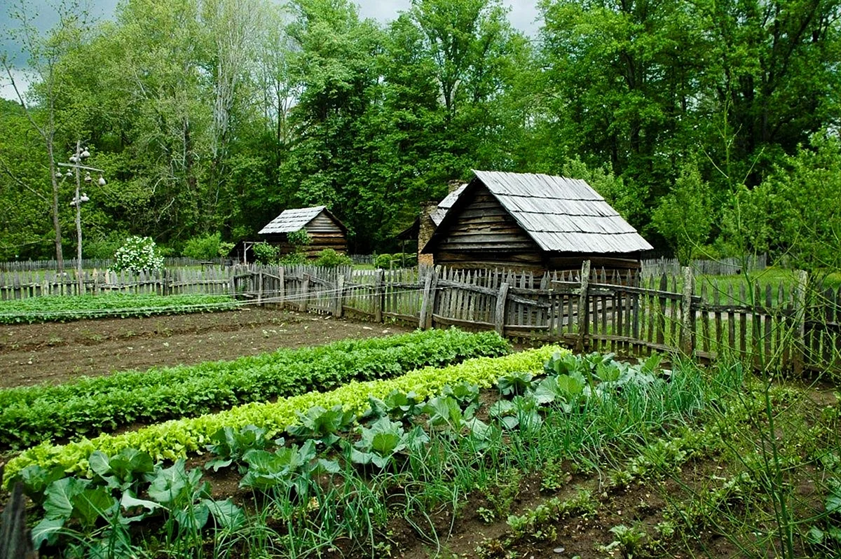 Огород в деревне