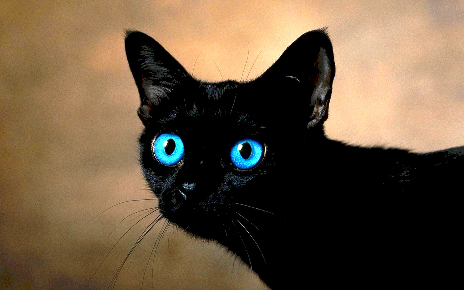 Охос азулес кошка черная