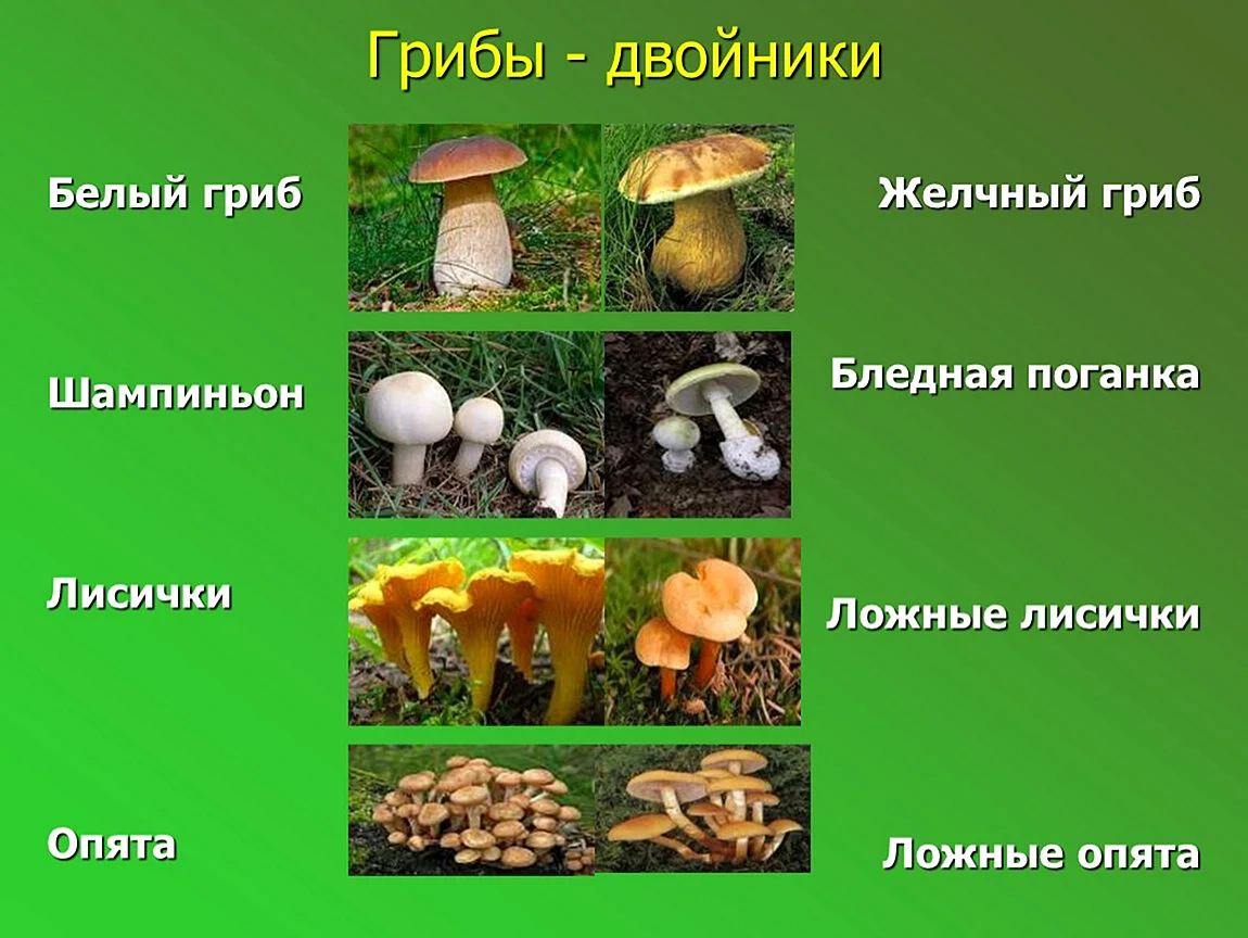 Опасные двойники съедобных грибов