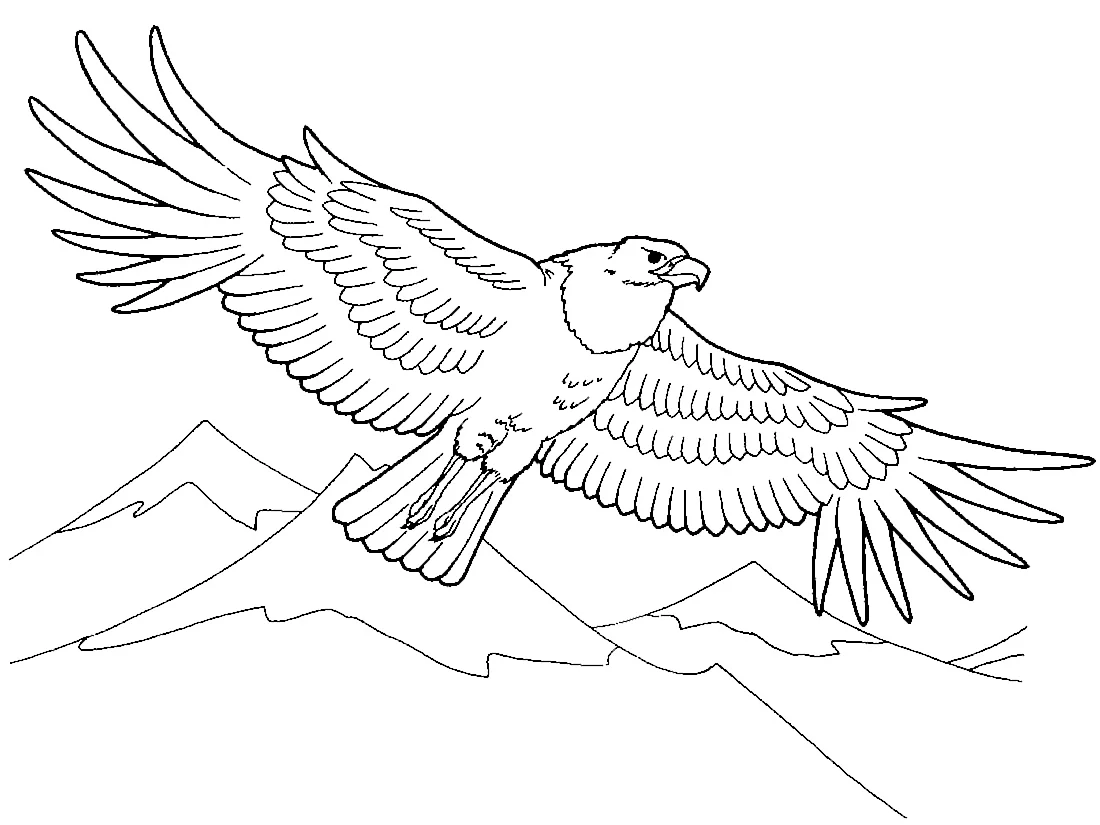 Раскраски птицы Орел