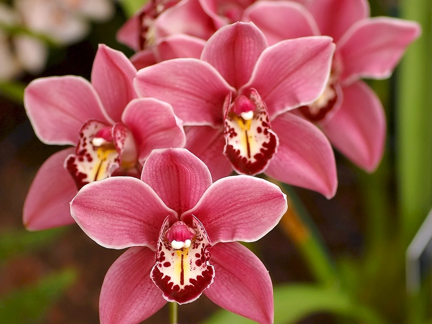 Орхидея Cymbidium Orchid