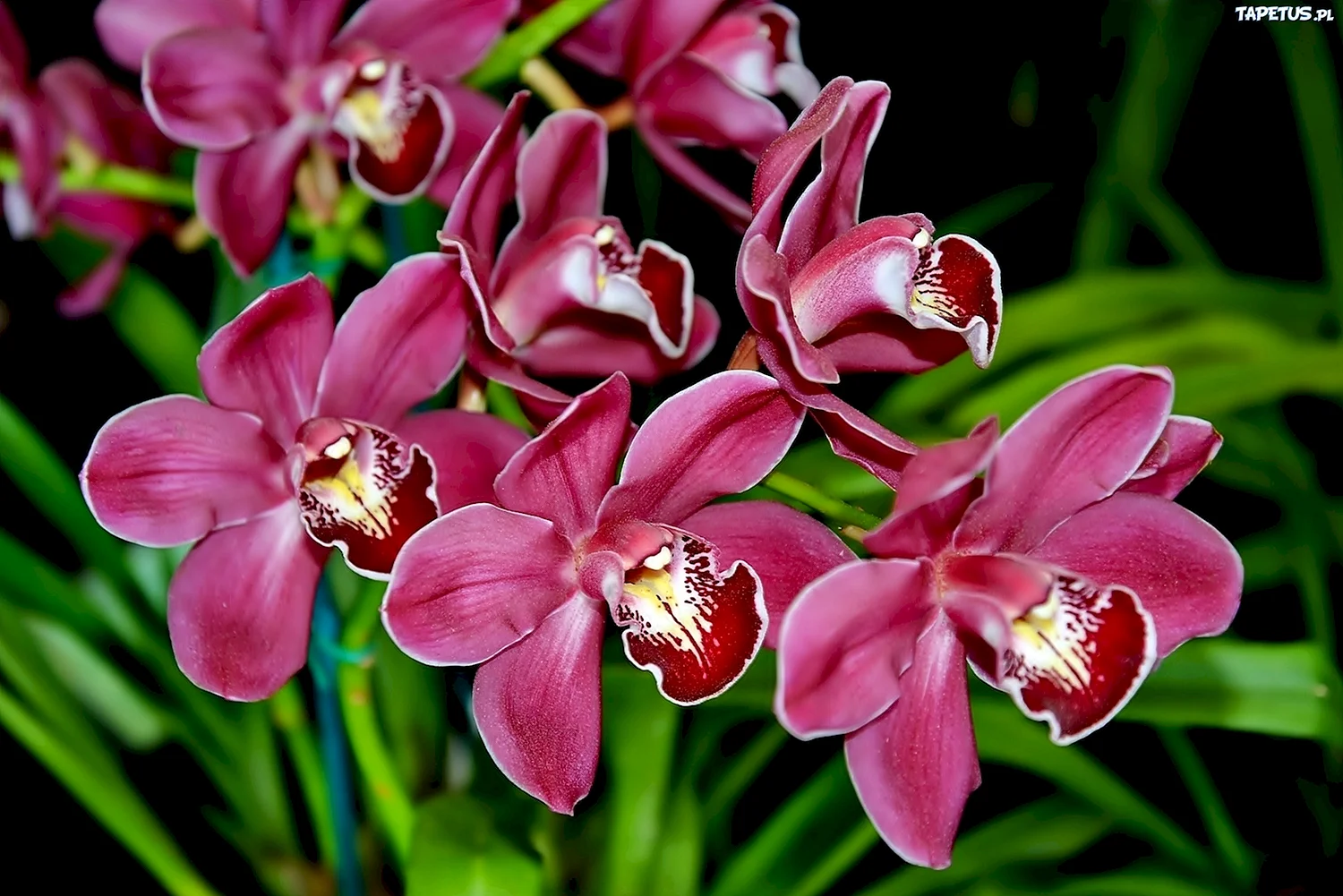 Орхидея Монте Карло