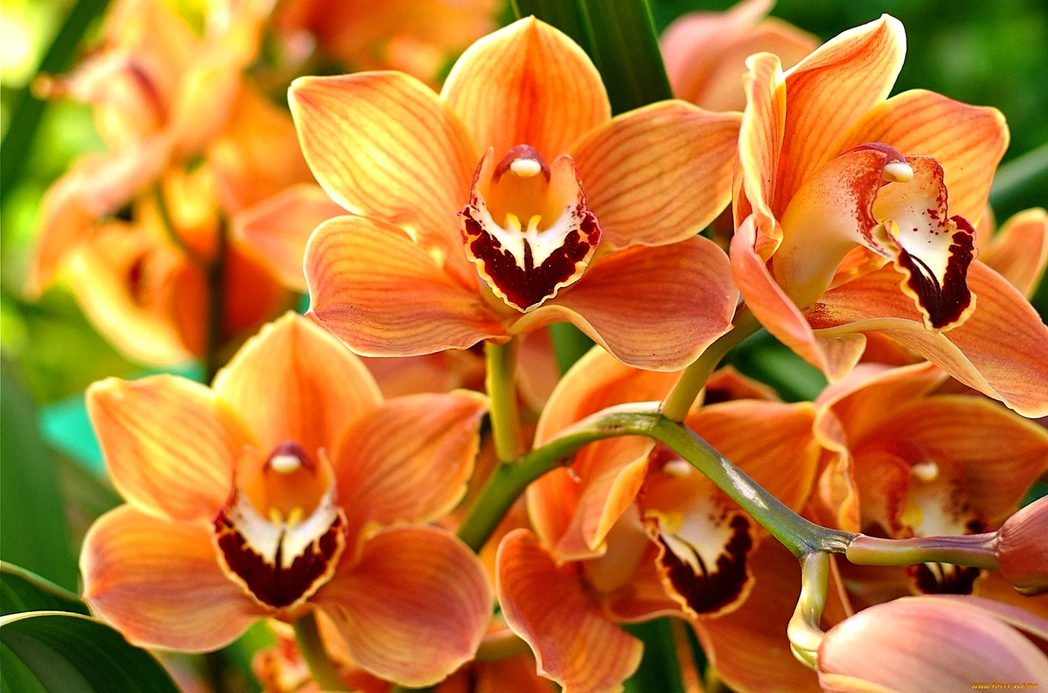 Орхидея Цимбидиум оранжевая