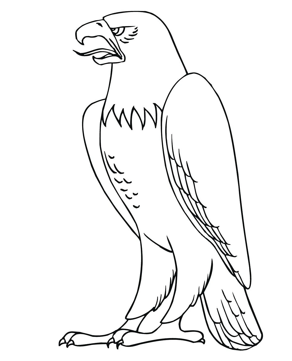 Орлан-белохвост белоголовый