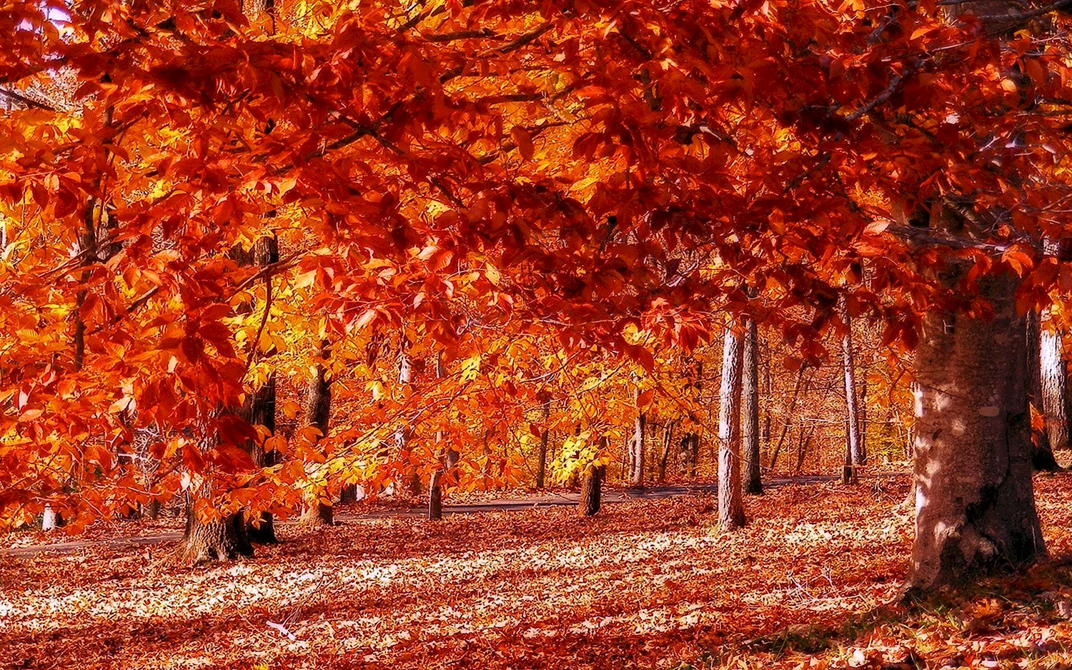 Какая сейчас осень. Осень. Золотая осень. Осенот. Золотой.