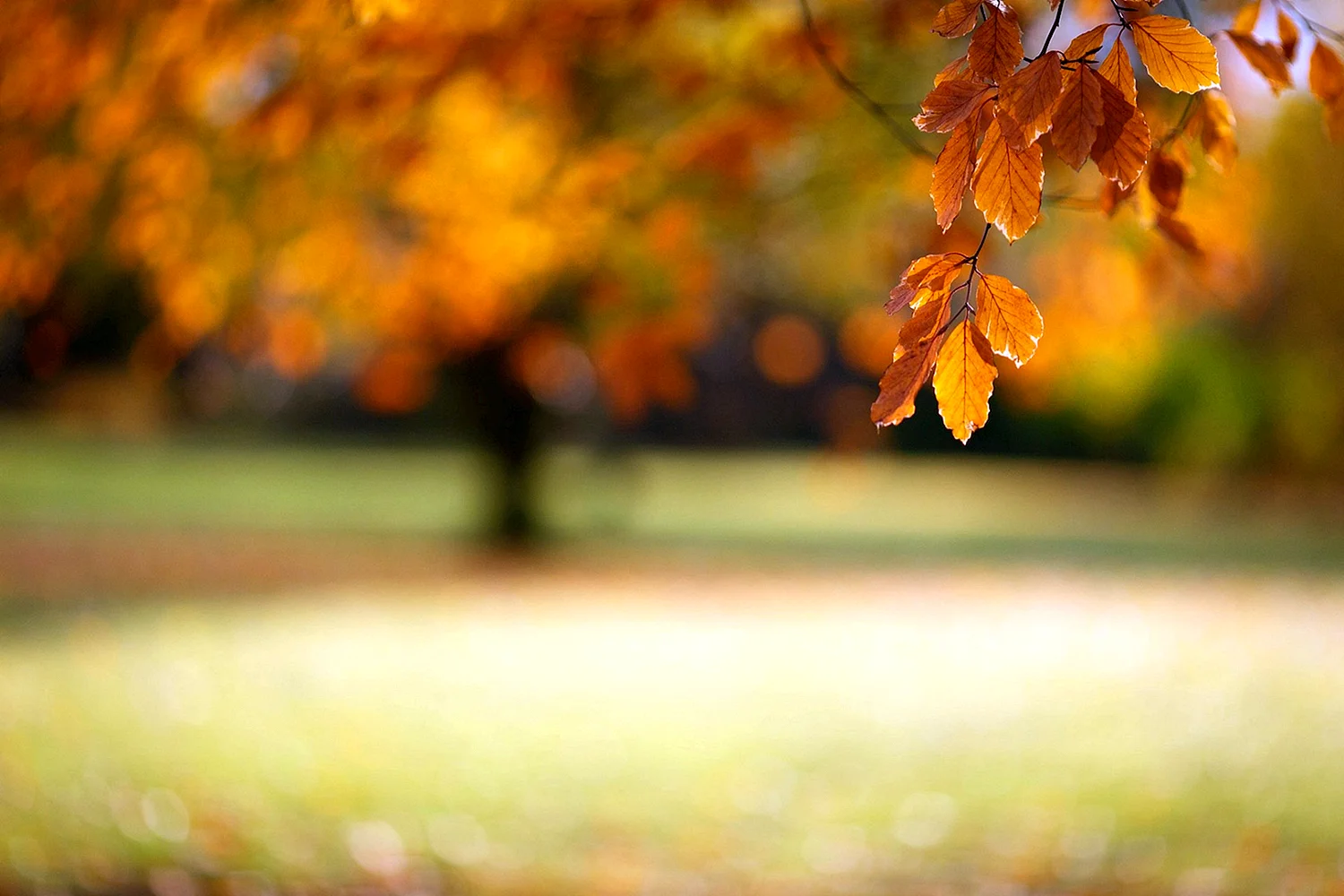 Осенний фон размытый