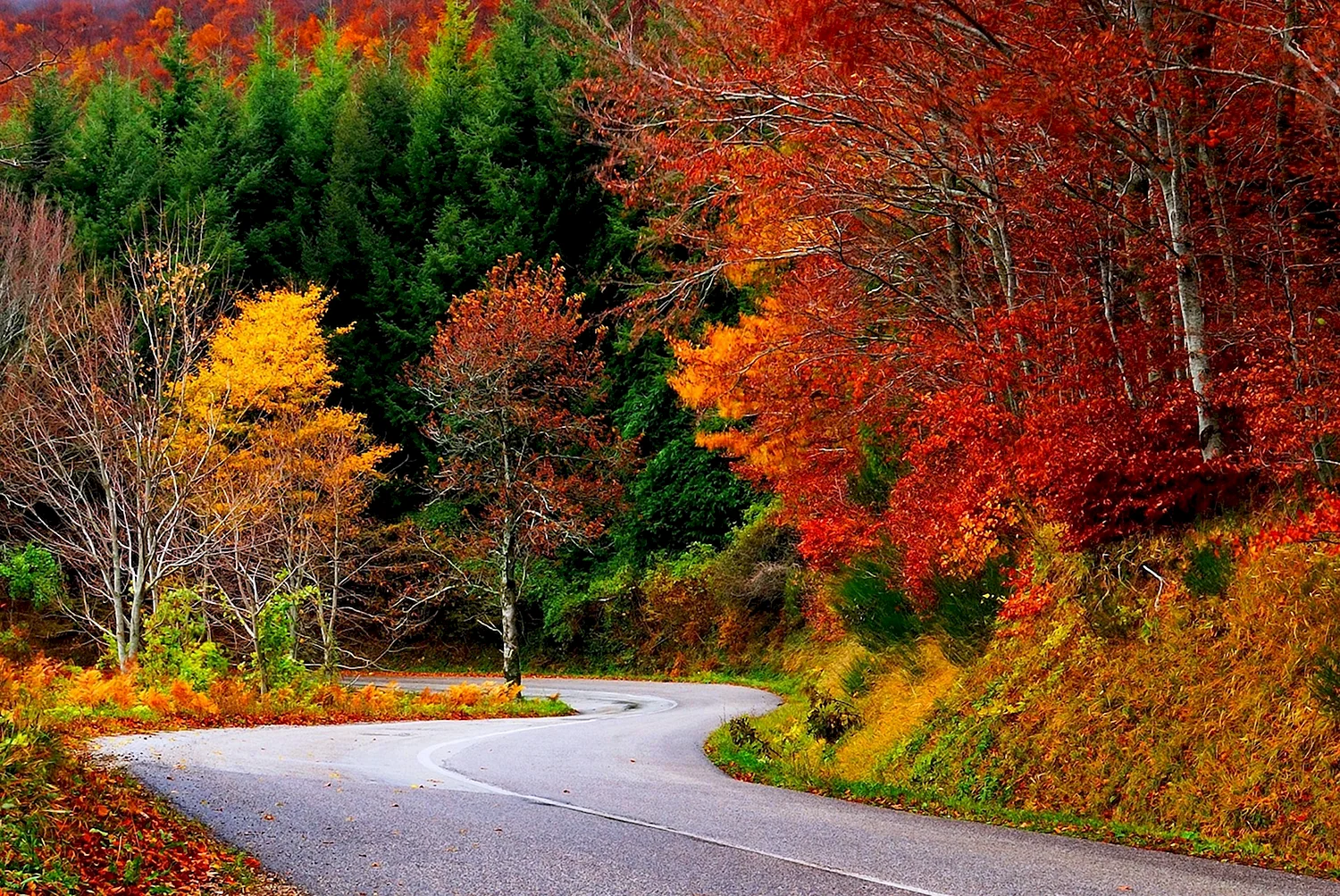 Осенний кленовый лес Вайоминг