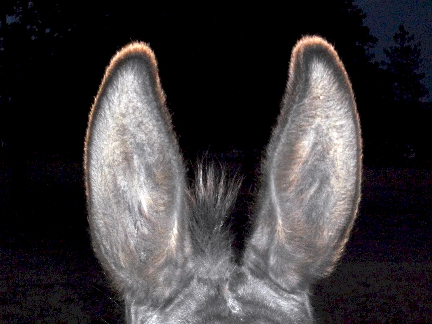 Ослиные уши