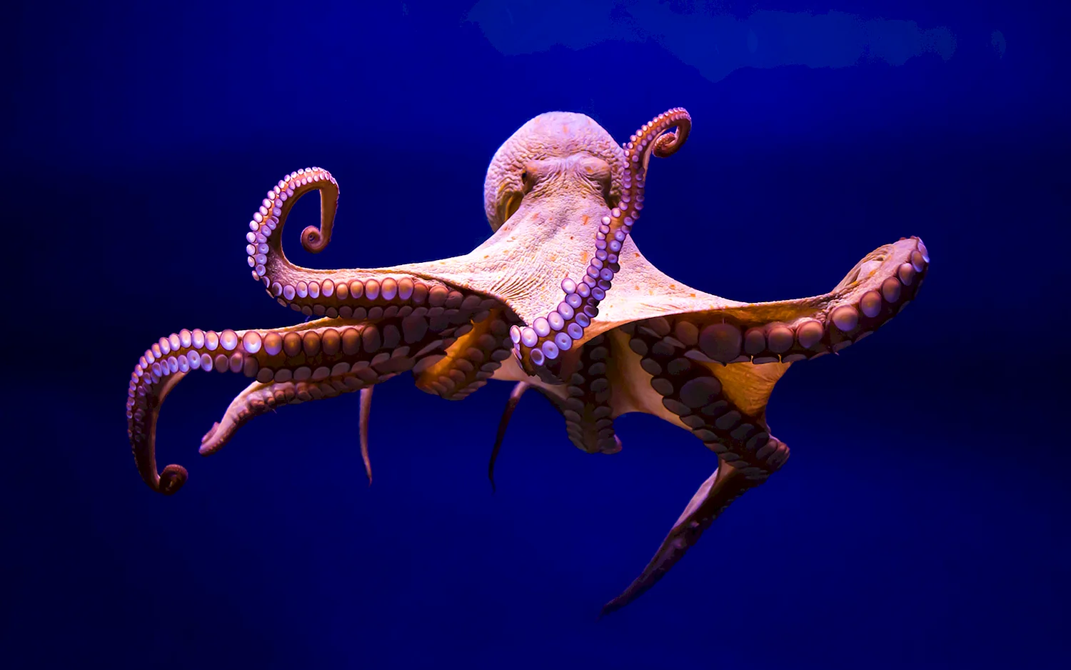 Осьминог Octopus vulgaris