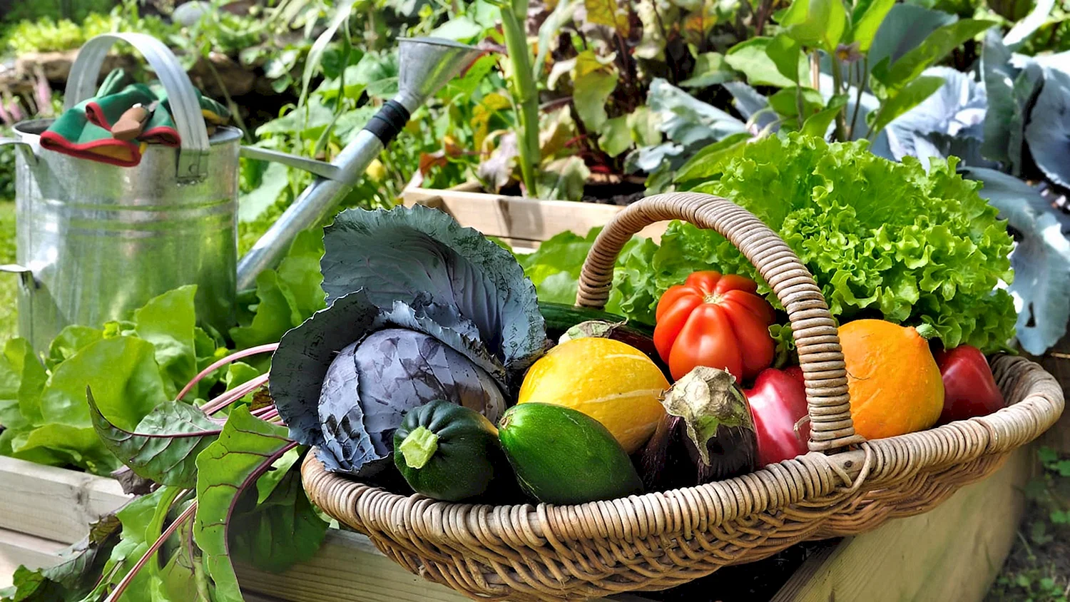 Овощи в саду