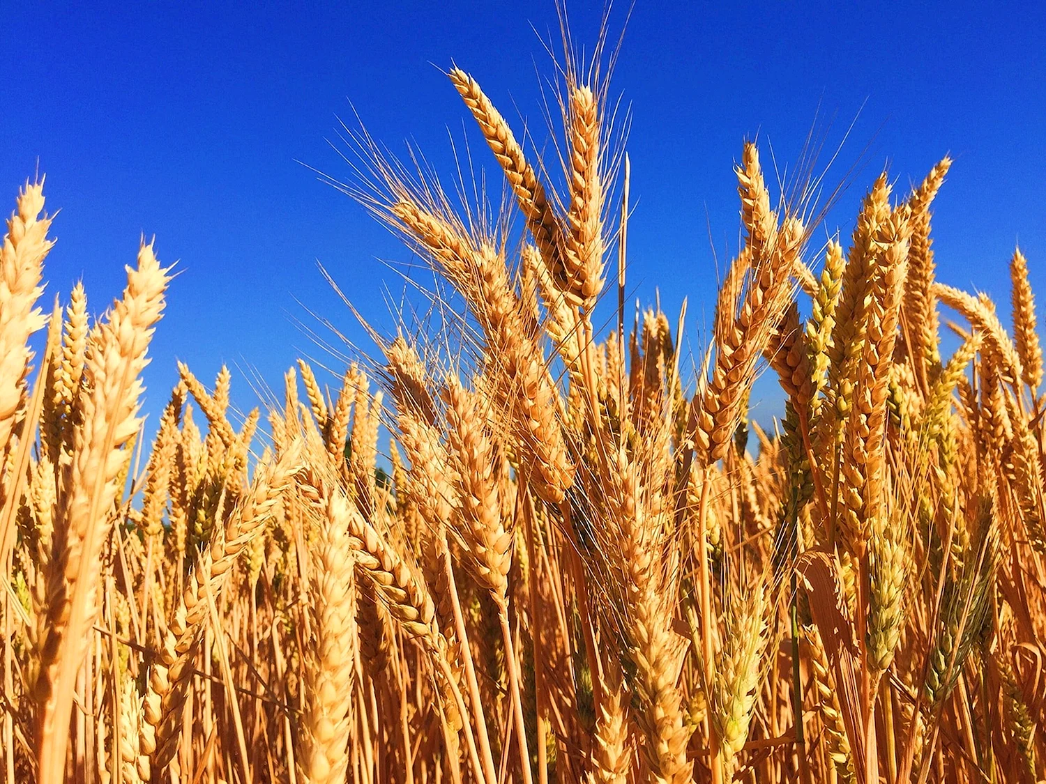 Озимая пшеница Безостая 1